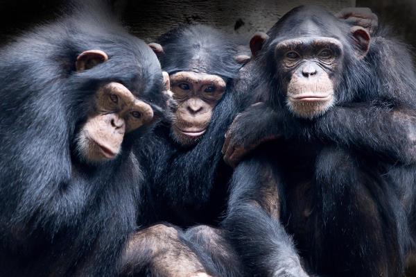关于人类的癌症倾向，黑猩猩能告诉我们什么?