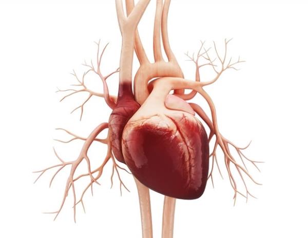 适量对乙酰氨基酚可改变心脏功能