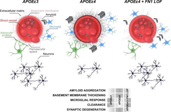 研究揭示了APOEε4携带者的遗传秘密，可以预防阿尔茨海默病