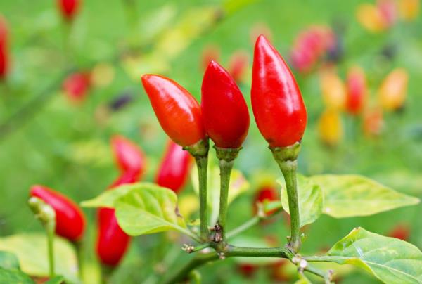 由于抗氧化剂含量高，Piquin辣椒的健康益处备受关注
