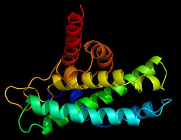 研究揭示了关键蛋白质在平衡对病毒感染的免疫反应中的作用