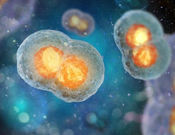 人类癌细胞分裂过程中端粒行为的新研究