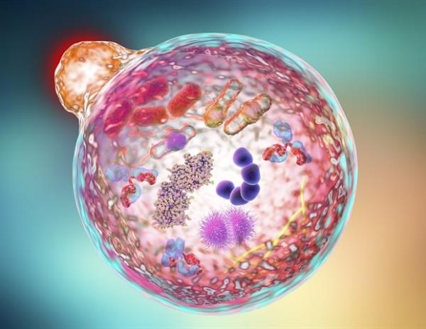 休眠的癌细胞依靠细胞自噬生存