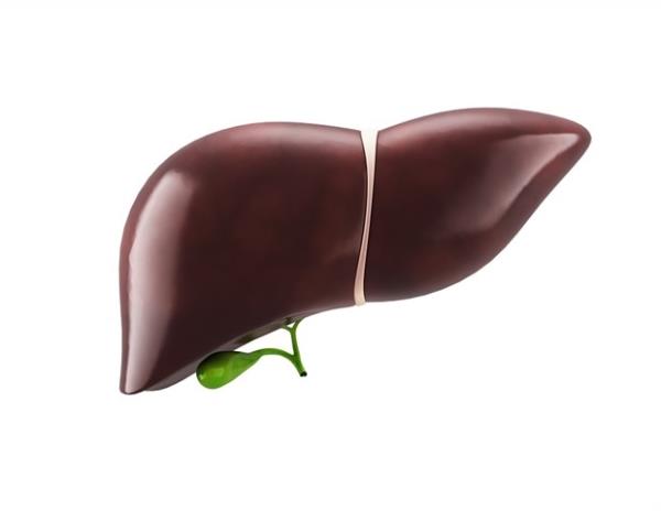 科学家发现了一个负责修复受损肝组织的细胞