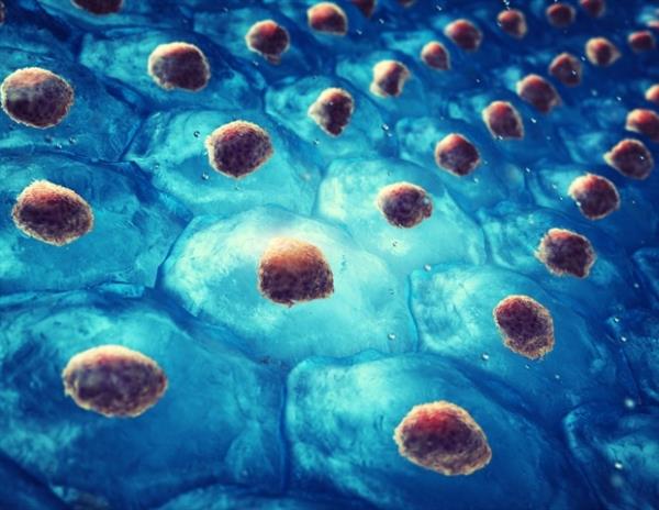 免疫系统的发现可以为新的干细胞疗法的发展提供信息